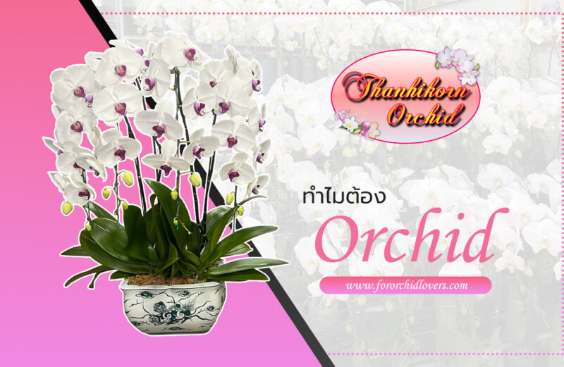 ทำไมต้อง Orchid
